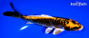 6.25" ARAGOKE BENI KIKOKURYU