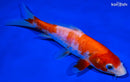 6.25" KIKUSUI
