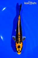 6.25" ARAGOKE BENI KIKOKURYU