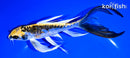 8" KIN KIKOKURYU BUTTERFLY