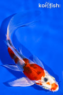 4.25" YAMATO NISHIKI BUTTERFLY