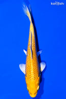 4.5" YAMABUKI OGON