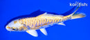 6.5" ARAGOKE LEMON HARIWAKE
