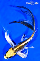 8" KIN KIKOKURYU BUTTERFLY