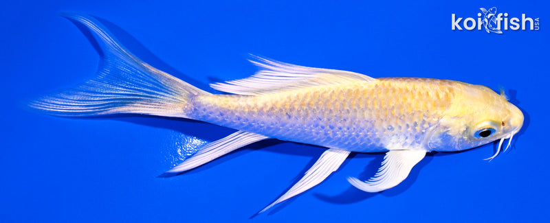 4.5" YAMABUKI OGON BUTTERFLY