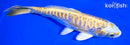 6.5" ARAGOKE LEMON HARIWAKE