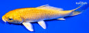 4.5" YAMABUKI OGON