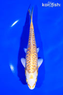 6.5" ARAGOKE LEMON HARIWAKE