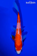 6.25" KIKUSUI