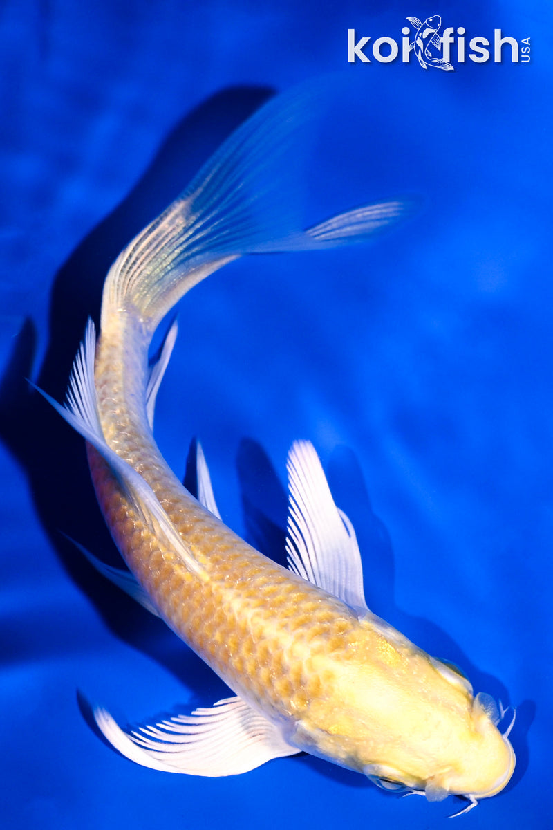 4.5" YAMABUKI OGON BUTTERFLY