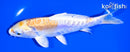 6.75" DOITSU LEMON HARIWAKE