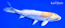 6.75" DOITSU LEMON HARIWAKE