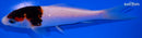 4.75" GOROMO
