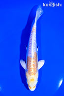 6.75" DOITSU LEMON HARIWAKE