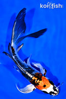 7" BENI KIKOKURYU BUTTERFLY