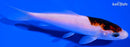 4.75" GOROMO