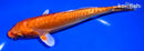 6.75" DOITSU ORENJI OGON