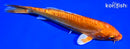 6.75" DOITSU ORENJI OGON