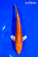 6.75" DOITSU ORENJI OGON