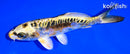 6" ARAGOKE KIN KIKOKURYU