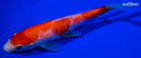 6.25" KIKUSUI