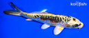 6" ARAGOKE KIN KIKOKURYU