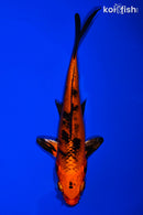 6" KIN ORENJI BEKKO