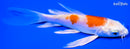 5.25" HARIWAKE BUTTERFLY