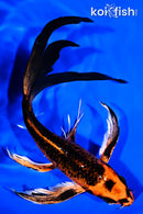 8.5" ORENJI MATSUBA BUTTERFLY