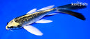 7.25" GINRIN KI MATSUBA BUTTERFLY