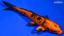6" KIN ORENJI BEKKO