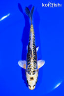 6" ARAGOKE KIN KIKOKURYU
