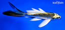 7.25" GINRIN KI MATSUBA BUTTERFLY