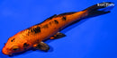 6" KIN ORENJI BEKKO