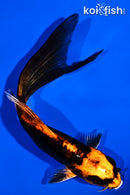 4.75" ORENJI MATSUBA BUTTERFLY