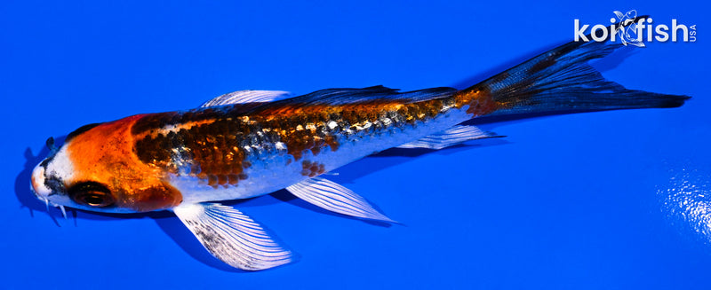 4.25" GINRIN KUJAKU BUTTERFLY