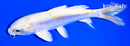 6.5" DOITSU LEMON HARIWAKE