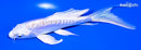 5.5" DOITSU PLATINUM OGON BUTTERFLY