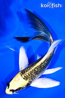 7.25" GINRIN KI MATSUBA BUTTERFLY