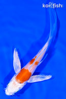5.25" HARIWAKE BUTTERFLY