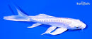 5.5" DOITSU PLATINUM OGON BUTTERFLY