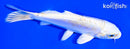 6.5" DOITSU LEMON HARIWAKE