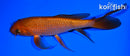 6.75" CHAGOI BUTTERFLY