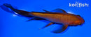 6.75" CHAGOI BUTTERFLY