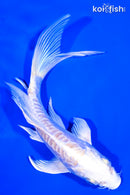 5.5" DOITSU PLATINUM OGON BUTTERFLY