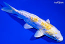 6.25" DOITSU LEMON HARIWAKE
