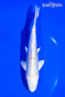 6.5" DOITSU LEMON HARIWAKE