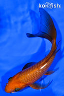 6.75" CHAGOI BUTTERFLY