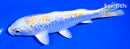 6.75" GINRIN LEMON HARIWAKE