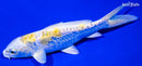 6.25" DOITSU LEMON HARIWAKE